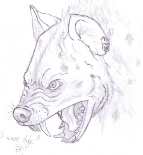 Гиена рисунок карандашом