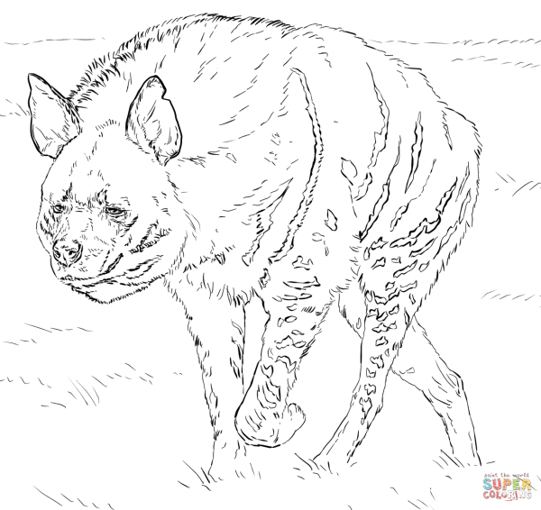 Полосатая гиена раскраска