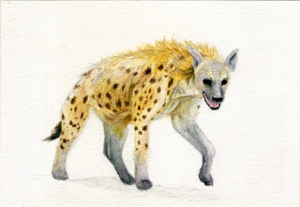 Гиена полосатая ,пятнистая,бурая