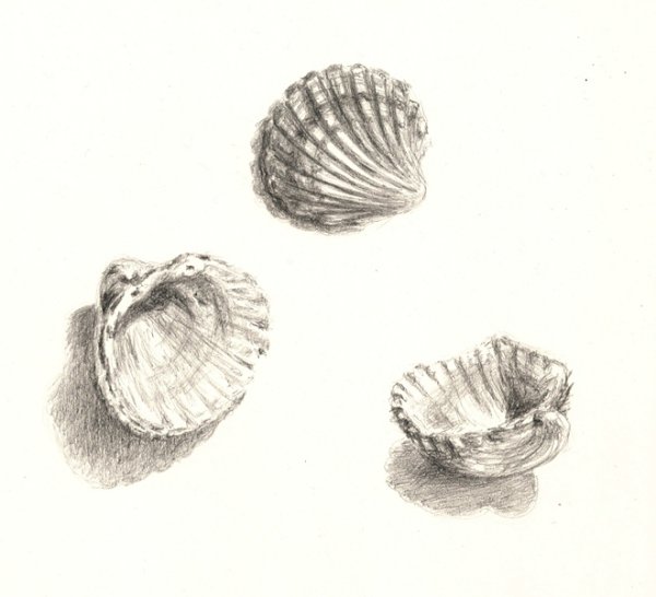 Жемчужина карандашом