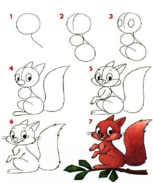 Поэтапный рисунок белки