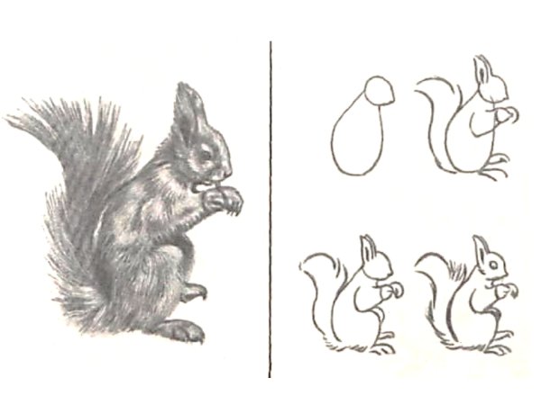 Поэтапное рисование белки