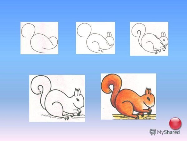 Поэтапное рисование белки
