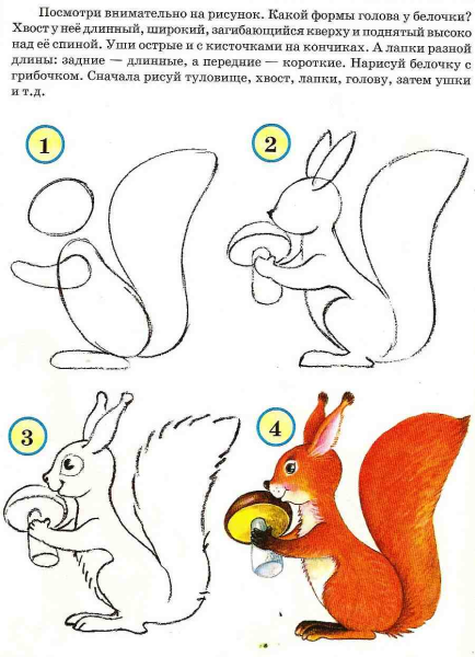 Рисуем белку поэтапно для детей