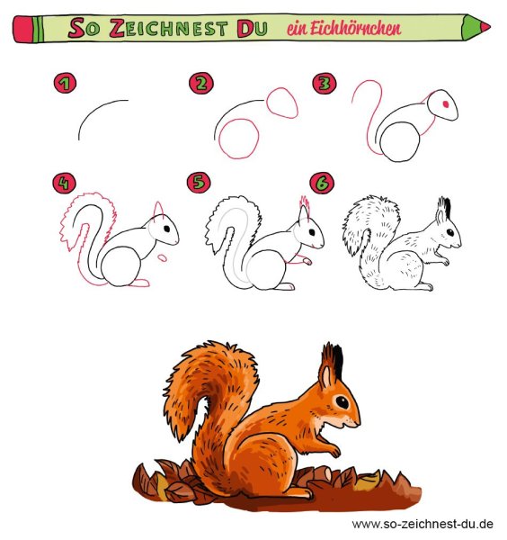 Поэтапное рисование белки