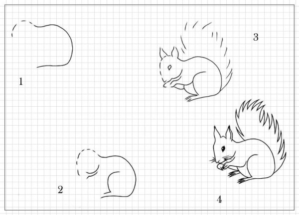 Рисование белки пошагово