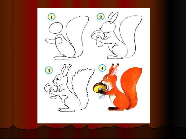Пошаговое рисование белки