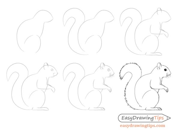 Пошаговое рисование белки