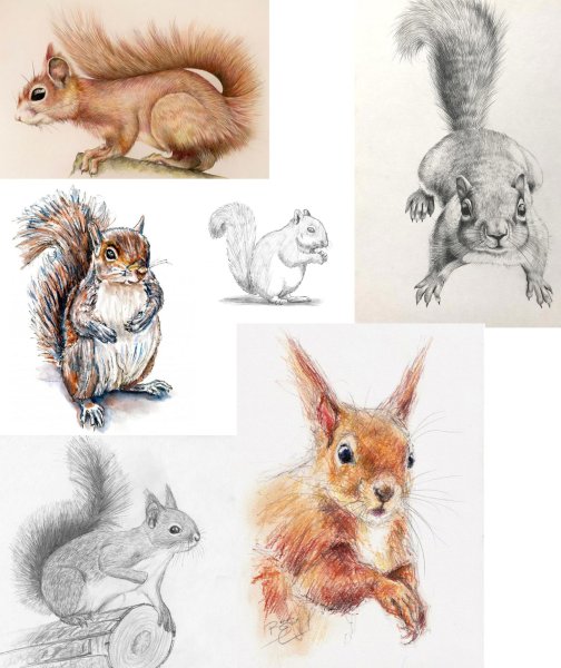 Белка референс