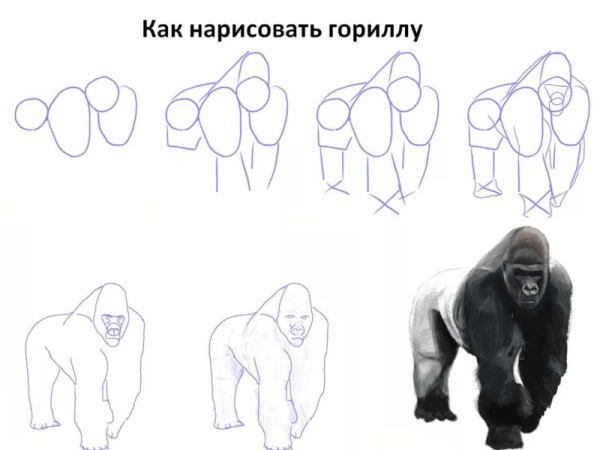 Поэтапное рисование гориллы