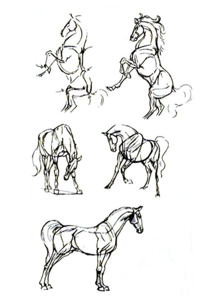 Зарисовки лошадей