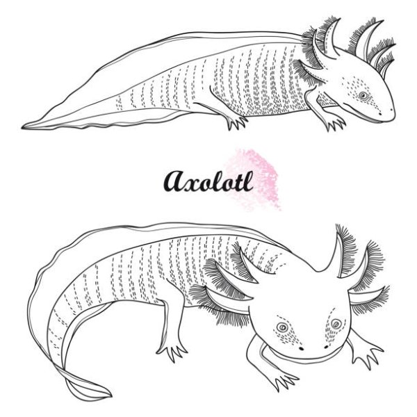 Аксолотль серый