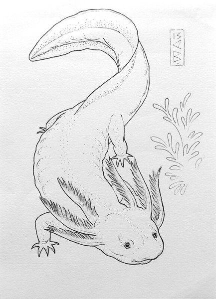 Аксолотль карандашом
