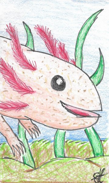 Аксолотль срисовать