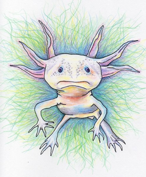 Аксолотль рисуночек