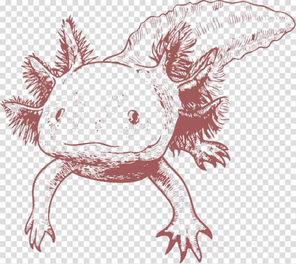 Аксолотль кават