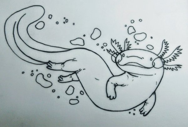 Аксолотль контур