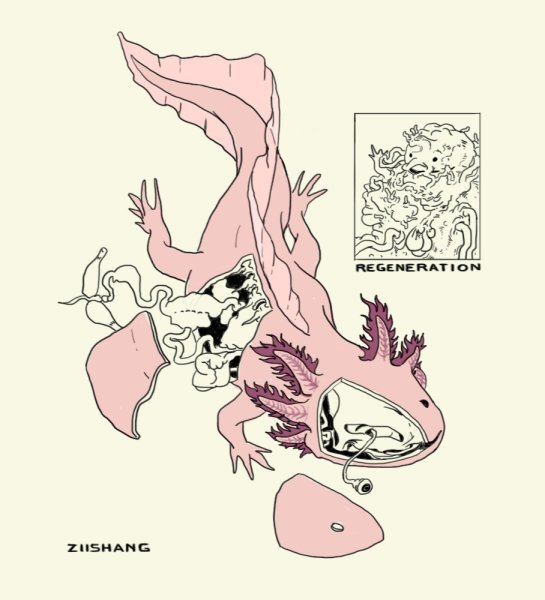 Дыхательная система аксолотль