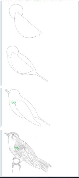 Нарисовать Чижа