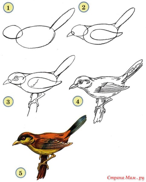 Схема рисования птиц
