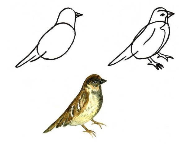 Этапы рисования птиц