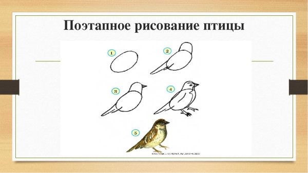 Рисование птиц 2 класс