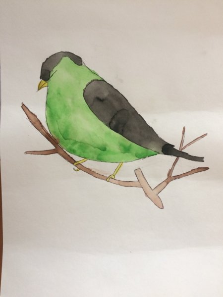 Поэтапное рисование Чижа