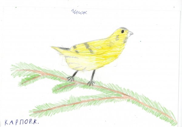 Чижик рисунок