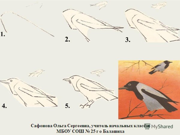 Поэтапный план рисования птицы