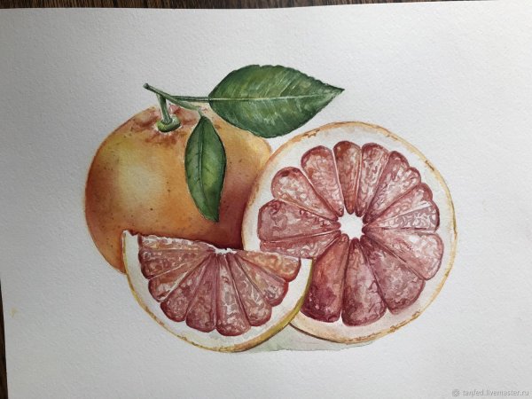 Грейпфрут акварелью