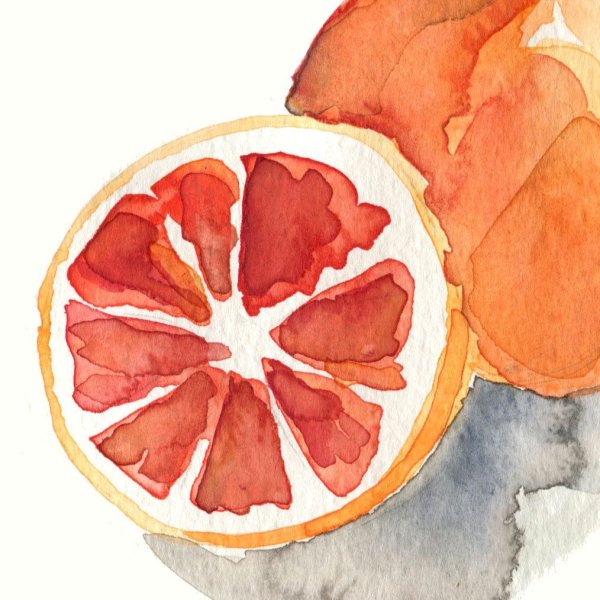 Грейпфрут акварельный рисунок