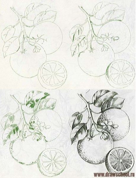 Апельсин рисунок простым карандашом