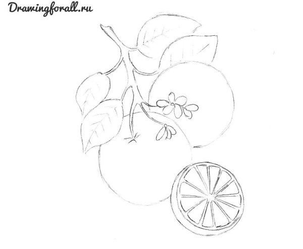 Апельсин рисунок карандашом