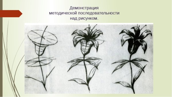 Построение растений