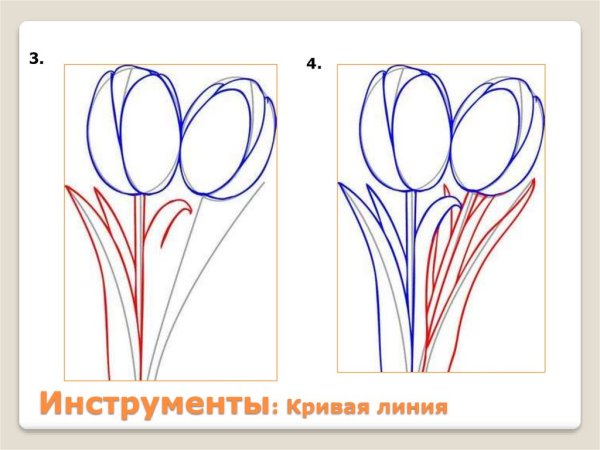 Тюльпан рисунок построение
