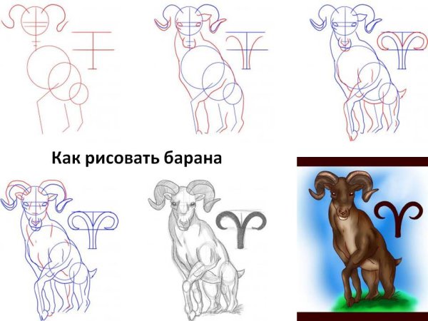 Как нарисовать барана карандашом