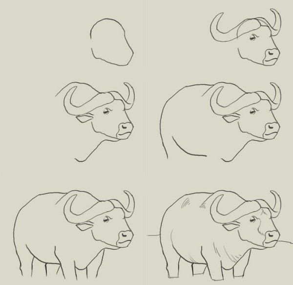 Буйвол поэтапное рисование
