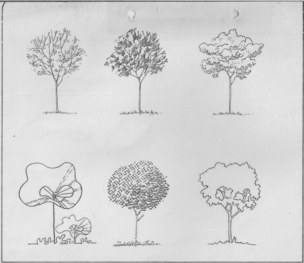 Графическое изображение деревьев в ландшафтном дизайне