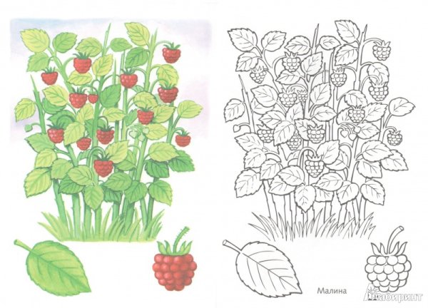 Кустарник раскраска