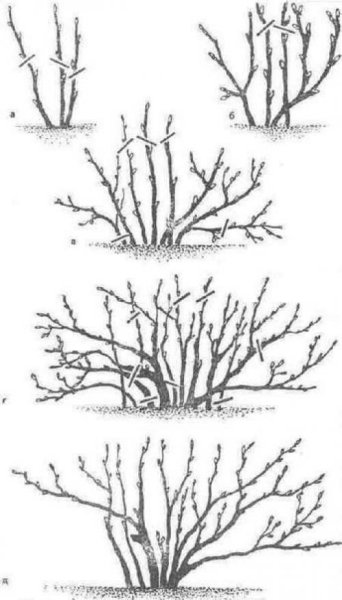 Схема обрезки черной смородины