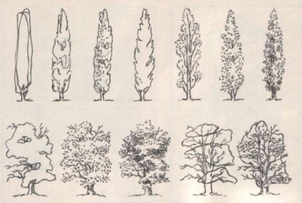 Различные формы деревьев