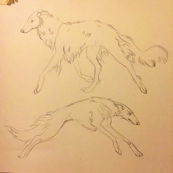 Эскиз собаки кусаки