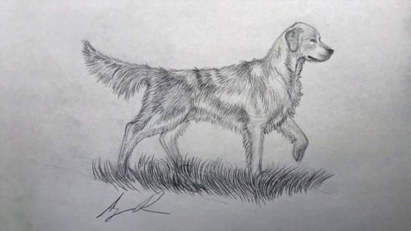 Кусака рисунок карандашом