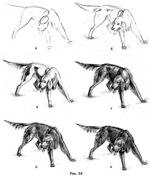 Рисование животных в движении