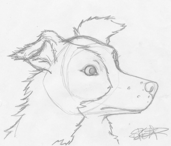 Собака дворняжка рисунок карандашом