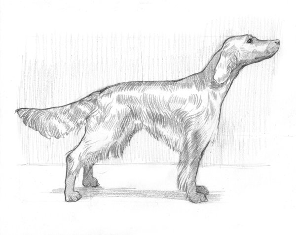 Эскиз собаки кусаки