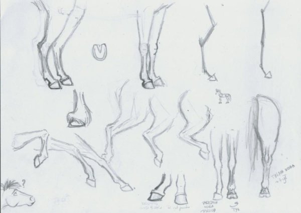 Копыта оленя референс