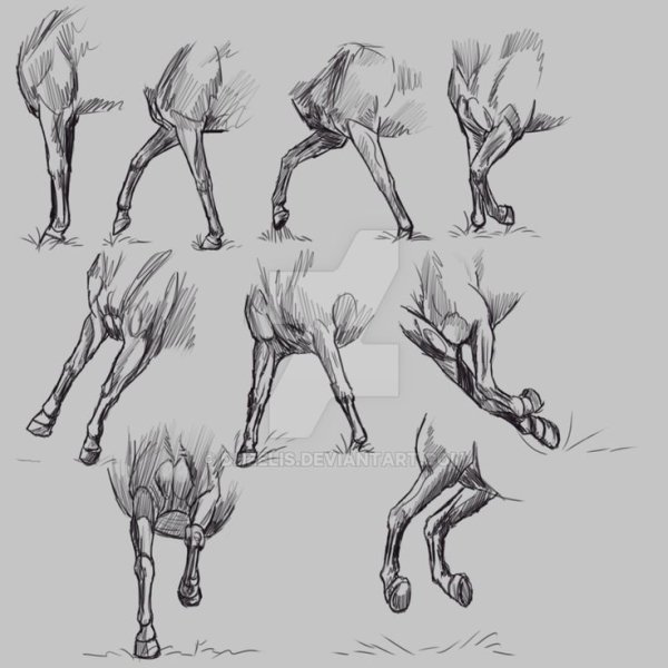 Лошадь сзади референс
