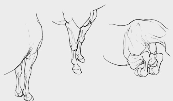 Копыта лошади референс