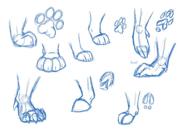 Задние лапы референс